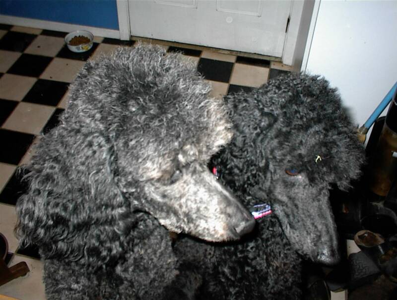 Poodle RescueNorCal Poodle RescueBay Area Poodle RescuePoodles